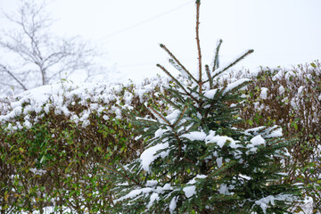 snow covered pine tree