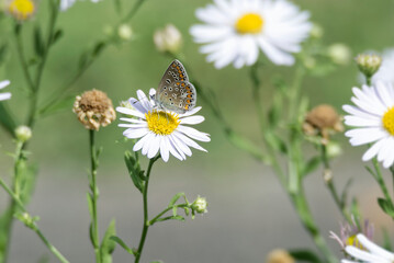 Obraz premium Common Blue (Polyommatus icarus) butterfly sitting on a white daisy in Zurich, Switzerland