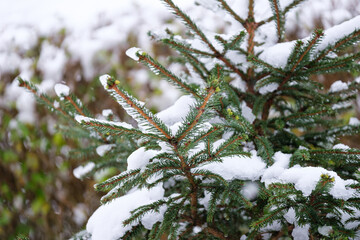 snow covered branches of pine