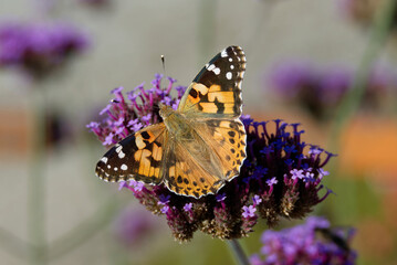 Painted Lady (Vanessa Cardui) Butterfly perched on purple flower in Zurich, Switzerland
