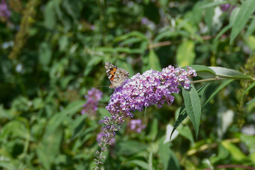 Painted Lady (Vanessa cardui) butterfly perched on summer lilac in Zurich, Switzerland