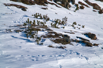 the fresh tracks of snow grouses and mountain hares in the snow capped alps, the hohe tauern in the national park austria, at a cold sunny winter day