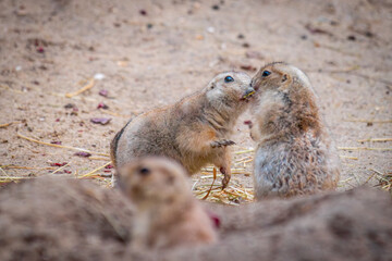 Kissing prairie dogs