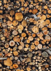 trees cut to be made into lumber are loaded for production