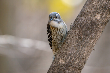 Japanese Pygmy Woodpecker