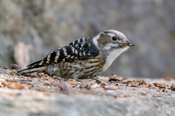 Japanese Pygmy Woodpecker