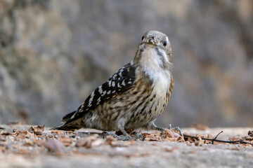 Fototapeta premium Japanese Pygmy Woodpecker