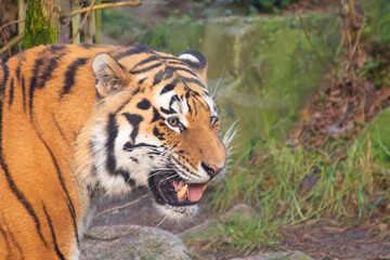 Siberian tiger face
