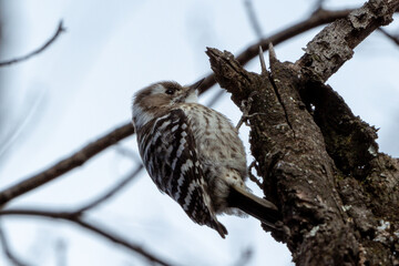 Japanese Pygmy Woodpecker
