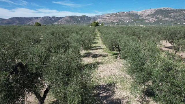 Piante di ulivo