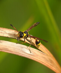 Great Potter Wasp (Delta unguiculatum)