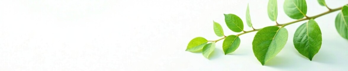 Natural green leaves branch on white background, nature, natural, minimalist