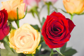 黄色と赤のばら