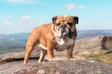 Bulldog stands proudly on a rocky outcrop with scenic landscape in the background