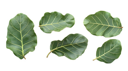 Naklejka premium Fresh Green Leaves Isolated on White Background for Nature Themes