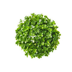 Fototapeta premium Vibrant Round Clover Cluster Against a White Background