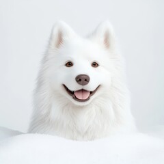 Fototapeta premium Happy White Samoyed Dog Smiling Against a Soft White Background