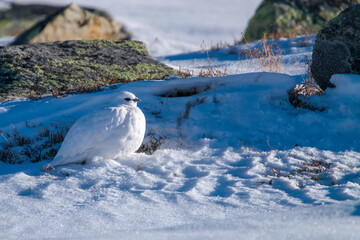 a rock ptarmigan, lagopus muta,  male on the snow capped alps at a cold sunny winter day