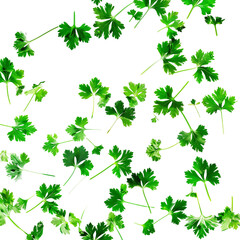 Fresh Parsley Leaves Pattern Against White Background