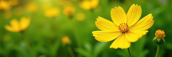 Obraz premium Yellow flower cosmos with intricate details and lush grass background, flowers, background, cosmos