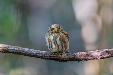 Taenioptynx brodiei bird perched on a branch.