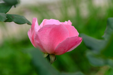 Delicate pink rosebud glistens in the morning light among lush green foliage