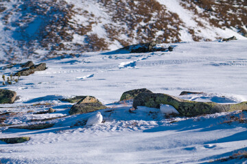 a pair of Rock Ptarmigan, lagopus muta, in the snow capped alps at a cold sunny winter day