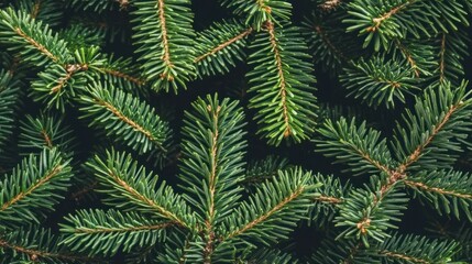 Fototapeta premium Lush green fir tree branches, close-up texture.