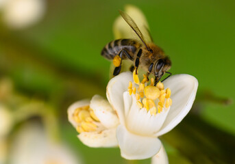 Bumblebee pollinating a delicate white flower in a lush garden on a sunny spring day