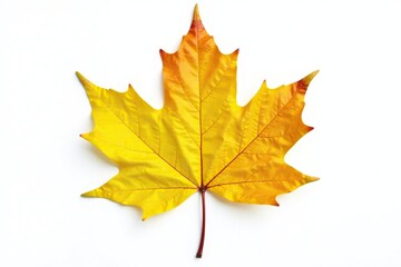 Obraz premium Bright yellow autumn leaf isolated on white background, color, green, fall