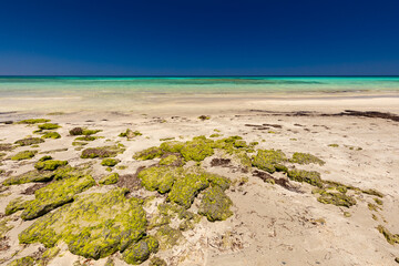 Krajobraz morski, piaszczysta plaża i wybrzeże, żółty piasek, zielone kamienie, mech, widok na lazurowe morze, niebieski kolor nieba, wyspa Djerba, Tunezja. Tapeta, egzotyczne tło © anettastar