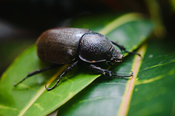 bug on a leaf