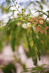 Mimoza Biała (Leucaena leucocephala - River Tamarind), egzotyczne drzewo lub krzew, drzewko Bonsai, białe kwiaty, tło lub tapeta do projektu © anettastar