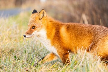 北海道のキタキツネ