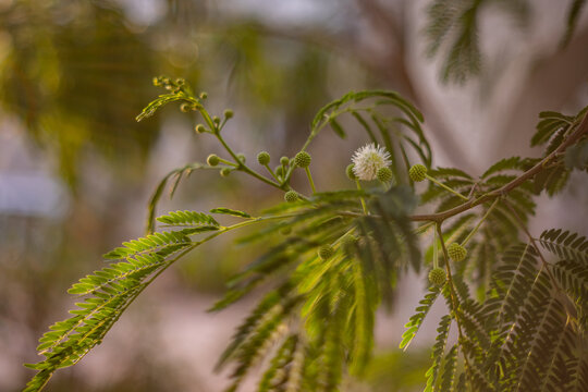 Mimoza Biała (Leucaena leucocephala - River Tamarind), egzotyczne drzewo lub krzew, drzewko Bonsai, białe kwiaty, tło lub tapeta do projektu
