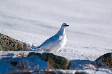 a rock ptarmigan, lagopus muta,  male on the snow capped alps at a cold sunny winter day