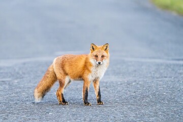北海道のキタキツネ