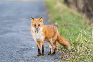 Fototapeta premium 北海道のキタキツネ