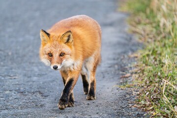 北海道のキタキツネ