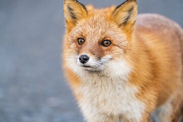 Fototapeta premium 北海道のキタキツネ