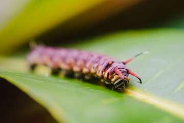caterpillar on leaf