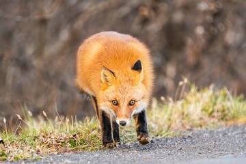 北海道のキタキツネ