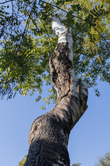 Fototapeta premium A tree in the park