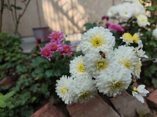 white chrysanthemum flowers with honey bee in the garden