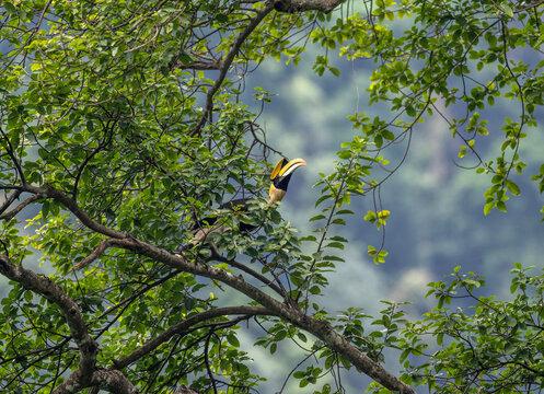 A Great Hornbill sits on a perch in its natural habitat at dawn in Thailand