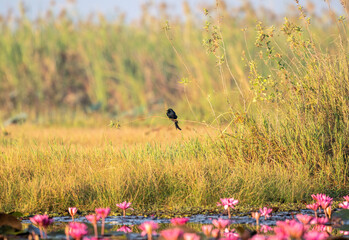 Black drongo sits on a perch in the wild at dawn in Thailand
