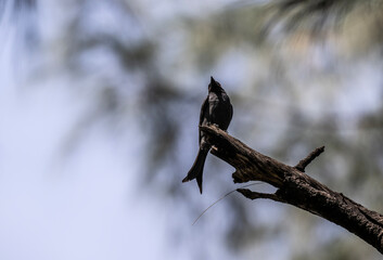 Black drongo sits on a perch in the wild at dawn in Thailand