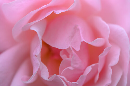 Delicate layers of a blooming pink rose capturing the essence of nature's beauty in a peaceful garden setting