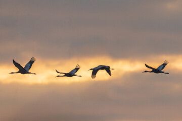 Obraz premium Winter Migratory Bird Scenery in Junam Reservoir, Changwon, South Gyeongsang Province, South Korea
