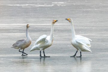 Winter Migratory Bird Scenery in Junam Reservoir, Changwon, South Gyeongsang Province, South Korea